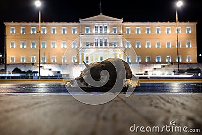 Street dog near Greek Parliament Stock Photo