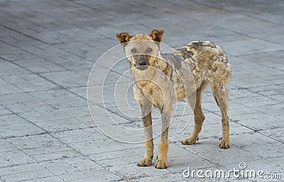 Street dog recovered from ringworm Stock Photo
