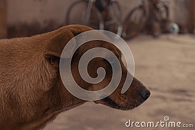 Street dog side facing shot . Golden dog . Stock Photo