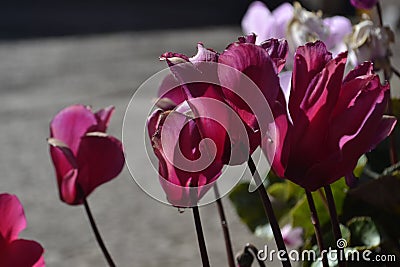 Street flowers pink magenta Stock Photo