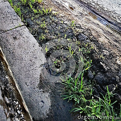 Street Green Natural Hard Asphalt Stock Photo