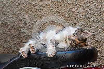 Street kitten fast asleep on the seat of a moped Stock Photo
