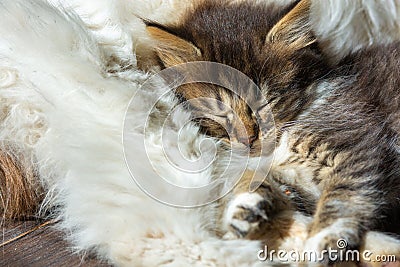 A street kitten sleeps on an adult cat, close-up Stock Photo