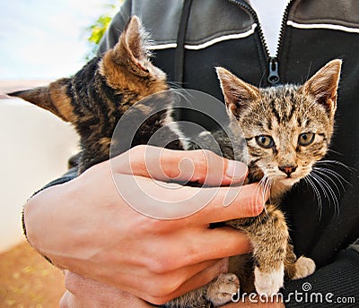 Street kittens rescued Stock Photo