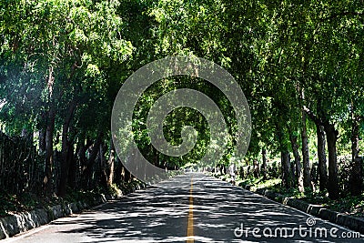 Beautiful dramatic image of a treelined street high in the caribbean mountains. Stock Photo