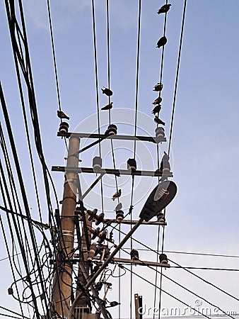 Street light with chaotic tangle of overhead electrical wires and birds roosting in South Bengkulu, indonesia Stock Photo