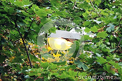 street light among the foliage of maple tree. Stock Photo