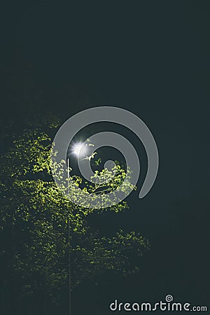 Street light and tree Stock Photo