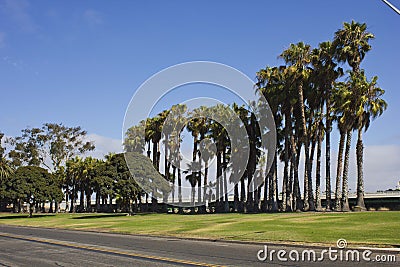 Street and palms along San Diego Coastline Stock Photo