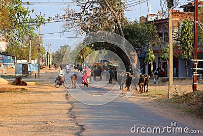 Street scene rural town, cattles herd, man in bike Editorial Stock Photo