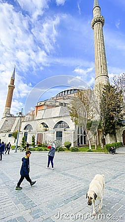 Street stray dog in the streets of Istanbul, Turkey Editorial Stock Photo