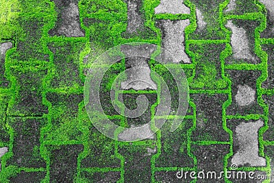 Street tiles with moss Stock Photo