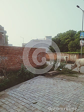 Streets in cities moving a can take grass Editorial Stock Photo