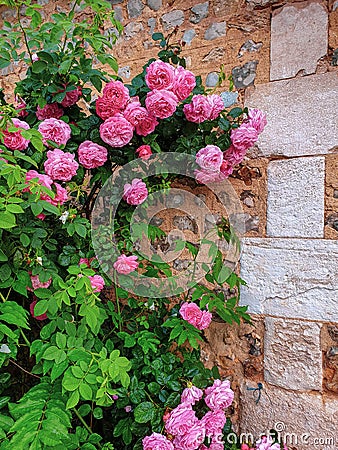 Streets of Etretat village, Normandy, France. Beautiful pink roses on the wall background Stock Photo