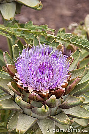 Close up Photograph taken in San Diego, California of a purple flower Stock Photo