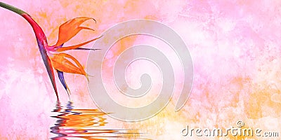 Strelitzia isolatedon pink background Stock Photo