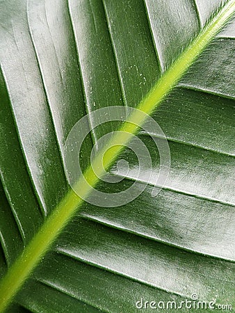 Strelitzia nicolai. Strelitzia leaf. Green leaf of a houseplant. Vegetable green background Stock Photo