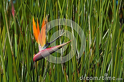 Strelitzia reginae Stock Photo