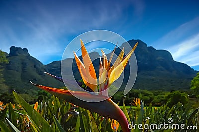 Strelitzia reginae Stock Photo