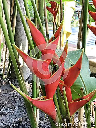 Strelitzia reginae or Bird of paradise flower. Stock Photo