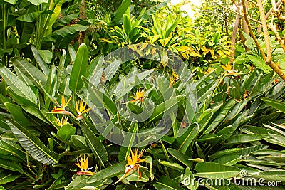 Strelitzia Reginae, Bird of Paradise Flower in Jardin Botanico, Puerto de la Cruz, Tenerife, Canary Islands, Spain Stock Photo