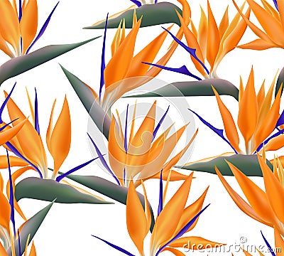 Strelitzia Reginae blossom also known as crane flower or bird of paradise Vector Illustration