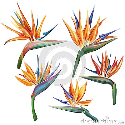 Strelitzia reginae flower Vector Illustration