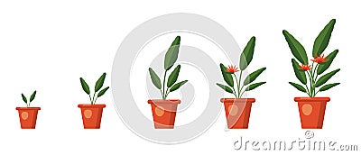 Strelitzia reginae, flower or bird of paradise. Plant growth stages. Green leaves, orange and violet blossom bouquet Vector Illustration