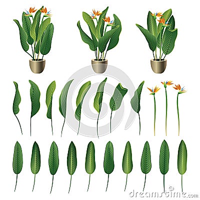 Strelitzia reginae flower and leaves collection. Vector illustration Vector Illustration