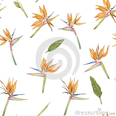 Strelitzia Reginae flower seamless pattern Stock Photo
