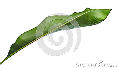 Strelitzia reginae, Heliconia, Bird of paradise foliage isolated on white background, with clipping path Stock Photo