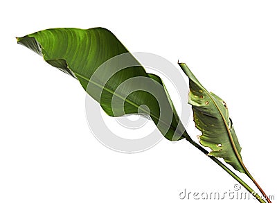 Strelitzia reginae, Heliconia, Bird of paradise foliage isolated on white background, with clipping path Stock Photo