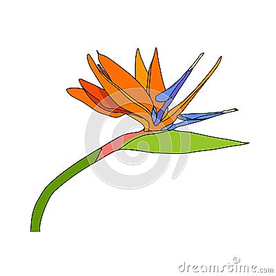 Strelitzia reginae tropical south africa flower isolated. Vector illustration.bloom bouquet design.Plant known as crane flower, Cartoon Illustration