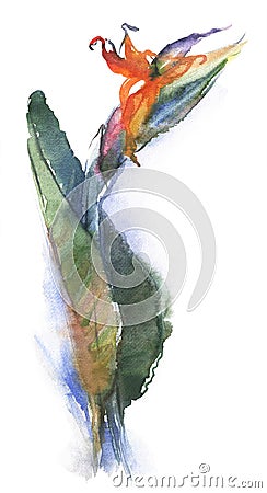 Strelitzia royal flower, bird of paradise. Watercolor drawing isolated on white background Stock Photo