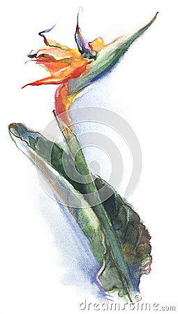 Strelitzia royal flower, bird of paradise. Watercolor drawing isolated on white background Stock Photo