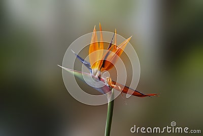 Strelitzia royal flower Stock Photo