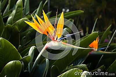 Strelitzia is a royal flower, tropical flower in Vietnam, Asia. Stock Photo