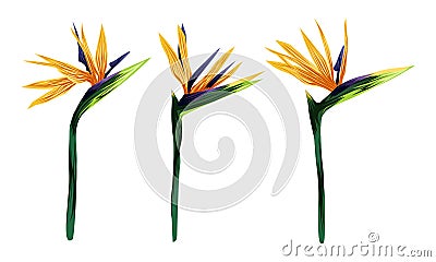 The strelitzia Royal. Set of three tropical flowers. Flower of the bird of Paradise. Perennial herbaceous plant. Vector Illustration