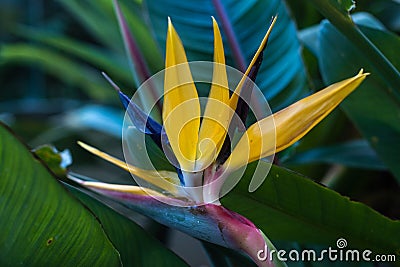 Strelitzia Reginae, The Bird of Paradise with green leaves in the background Stock Photo