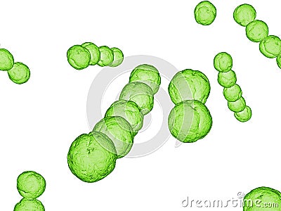 Streptococcus Stock Photo