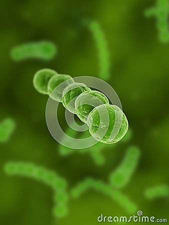 Streptococcus Stock Photo