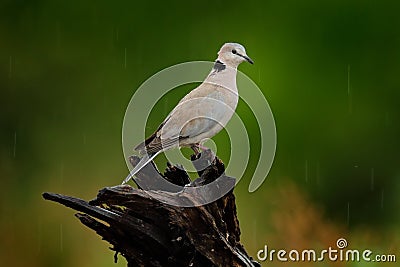 Streptopelia capicola, also known as the Cape turtle dove, Kgalagadi, South Africa. Bird from African sand desert, Botswana. Bird Stock Photo