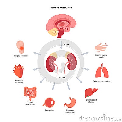 Stress responce system Vector Illustration