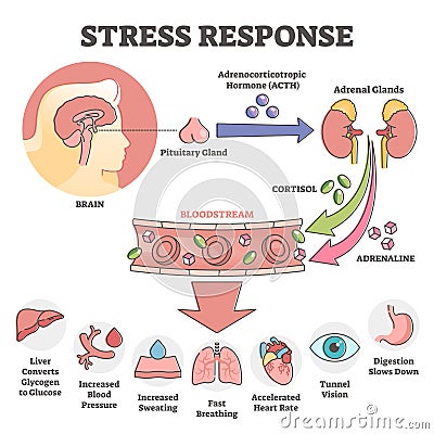 Stress response anatomical scheme with body inner reaction outline concept Vector Illustration