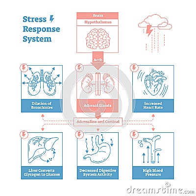 Stress response biological system vector illustration diagram,anatomical nerve impulses scheme.Clean outline graphic design poster Vector Illustration