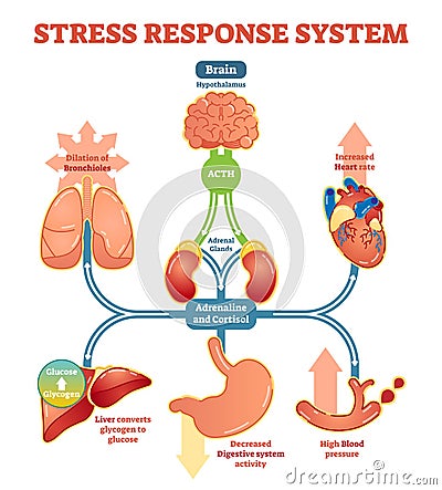 Stress response system vector illustration diagram, nerve impulses scheme. Vector Illustration