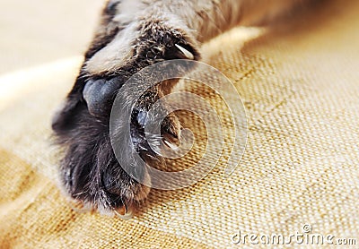 Stretched cat`s paw close-up Stock Photo