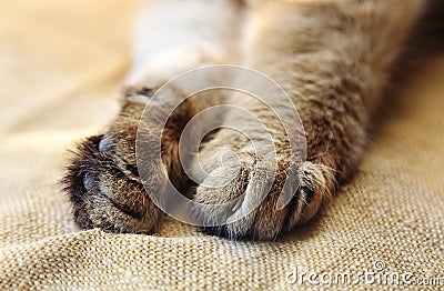 Stretched cat`s paws close-up Stock Photo