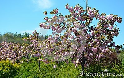 Stretched crown, branches falling like a parasol, very elegant. Young leaves bronze, then green; very numerous bright pink flowers Stock Photo