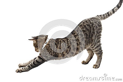 Stretching cat Stock Photo